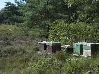 NL, Drenthe, Vledder, Doldersummerveld 4, Saxifraga-Willem van Kruijsbergen